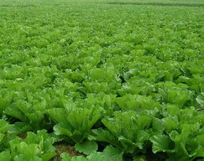 國(guó)家助力農(nóng)產(chǎn)品品牌致富 您符合這些條件嗎？