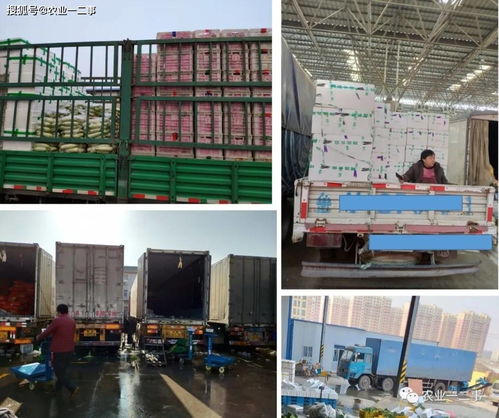 從田間到餐桌的低溫旅程 初級(jí)農(nóng)產(chǎn)品冷鏈的真實(shí)模樣與未來(lái)五大發(fā)力點(diǎn)