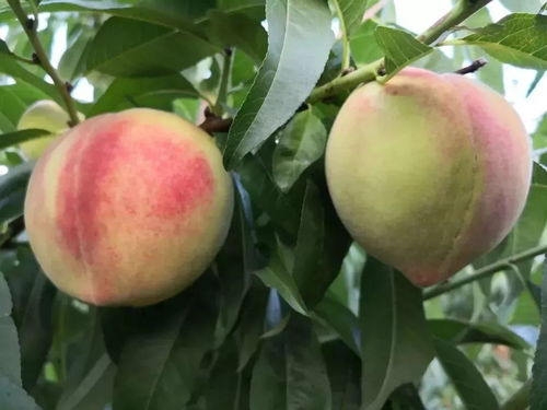 靖邊七月會(huì)熱鬧啟幕，農(nóng)產(chǎn)品盛會(huì)蓄勢(shì)待發(fā)