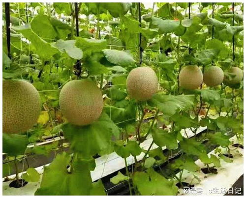 賽罕區(qū) 以初級(jí)農(nóng)產(chǎn)品為抓手，加快構(gòu)建新發(fā)展格局，著力推動(dòng)高質(zhì)量發(fā)展