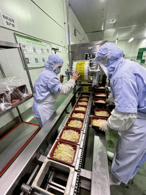 立春咬春正當時 一張薄餅卷起京城大地的鮮甜