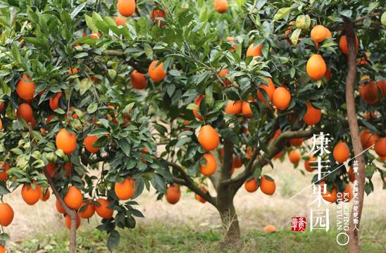 贛南臍橙 從初級農(nóng)產(chǎn)品到“任性霸屏”的華麗轉(zhuǎn)身